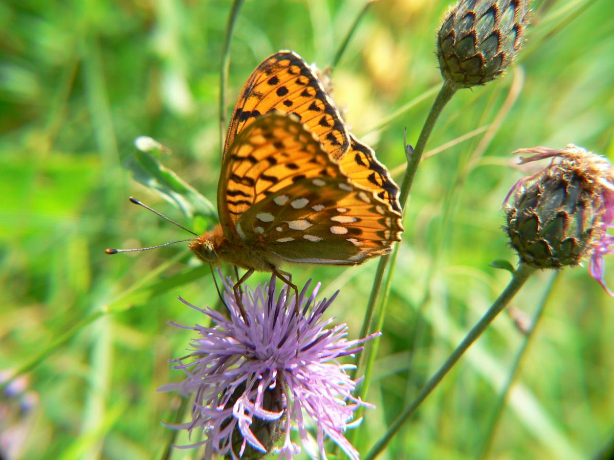 Fabriciana niobe ?